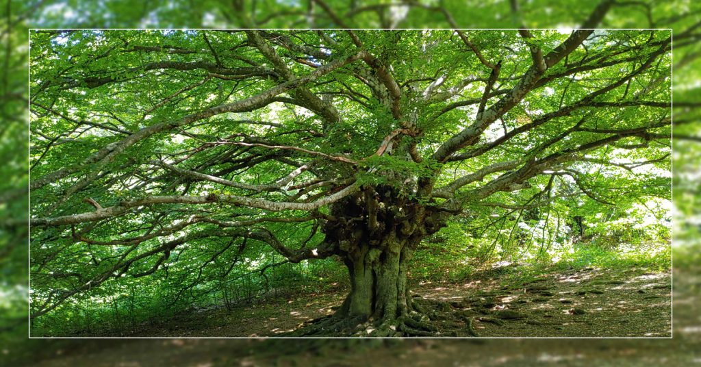 LA MADRE DEI FAGGI Costacciaro | Parco Regionale del Monte Cucco