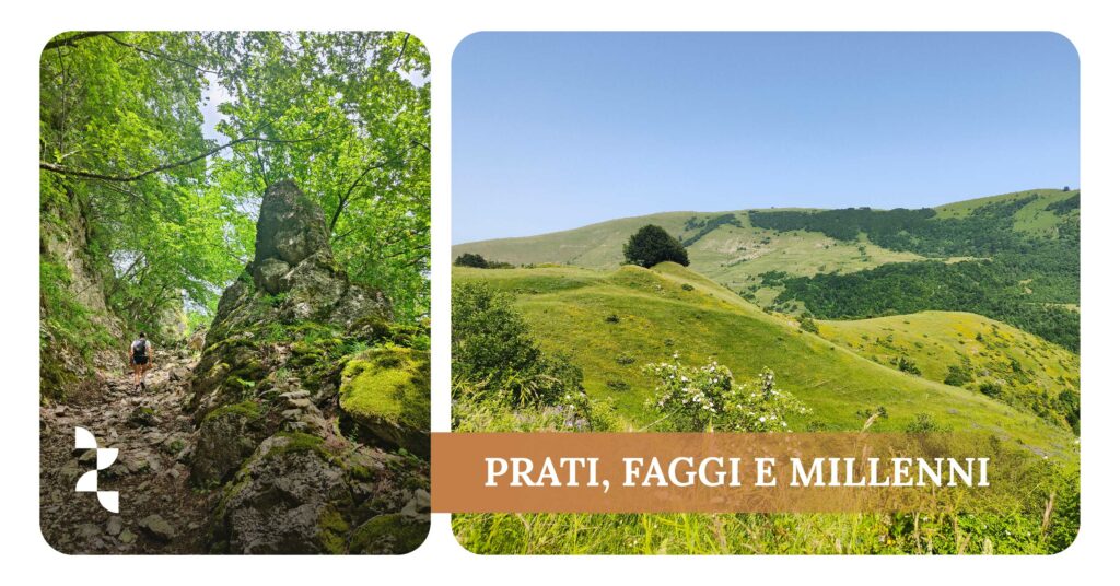 PRATI, FAGGI E MILLENNI Escursione sui monti di Pantaneto  Giovedì 25 aprile 2024